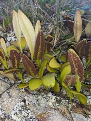 Pyrrosia elaeagnifolia. Abaxial surface of fronds, showing dense, stellate hairs on sterile fronds, and round, exindusiate, almost confluent sori on fertile fronds.
 Image: L.R. Perrie © Leon Perrie CC BY-NC 3.0 NZ